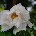 3746-2.jpg