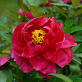 3746-3.jpg