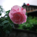3771-2.jpg