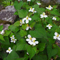 3783-3.jpg