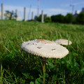 3801-2.jpg