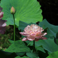 3837-1.jpg