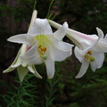 3856-3.jpg