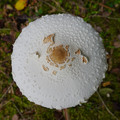 3891-3.jpg