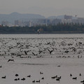 3951-1.jpg