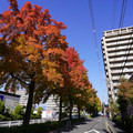 3955-1.jpg