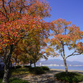3959-3.jpg