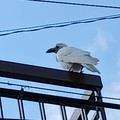 4003-1.jpg