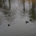 4045-3.jpg