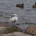 4084-2.jpg