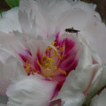 4115-2.jpg