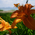 4163-2.jpg