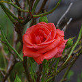 4167-3.jpg