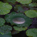 4186-1.jpg