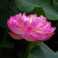 4186-2.jpg