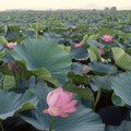 4186-3.jpg