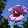 4190-2.jpg