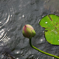 4194-1.jpg