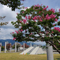 4233-2.jpg