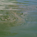 4236-2.jpg
