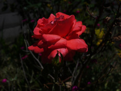 6月