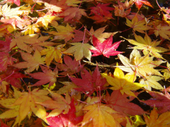 12月