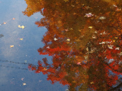 11月