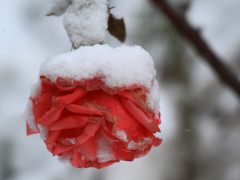2月